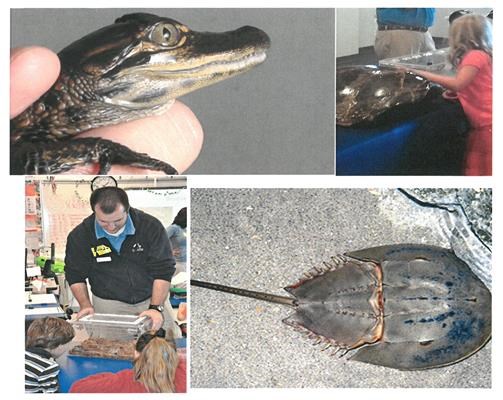 Topsail Historical Society Aquarium Program